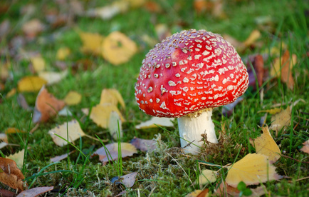 glückssymbole fliegenpilz glückssymbole fliegenpilz